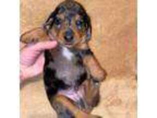 Dachshund Puppy for sale in Ballinger, TX, USA