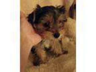 Yorkshire Terrier Puppy for sale in Newport, OR, USA