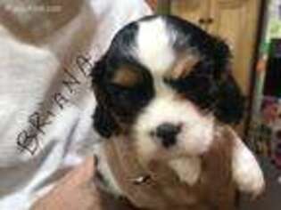Cavalier King Charles Spaniel Puppy for sale in Dumont, IA, USA