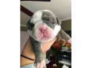 Olde English Bulldogge Puppy for sale in Derry, NH, USA