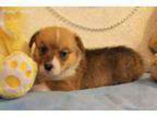 Pembroke Welsh Corgi Puppy for sale in Unicoi, TN, USA