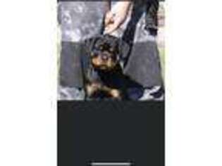 Rottweiler Puppy for sale in Lubbock, TX, USA
