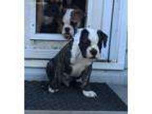 Olde English Bulldogge Puppy for sale in Laurel Fork, VA, USA