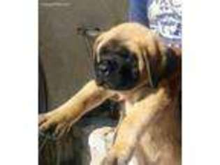 Mastiff Puppy for sale in Littlerock, CA, USA