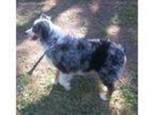 Miniature Australian Shepherd Puppy for sale in Ashland, VA, USA