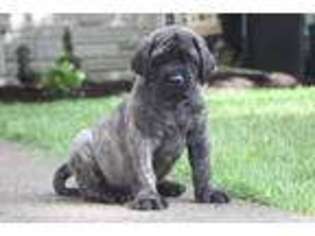 Mastiff Puppy for sale in Ephrata, PA, USA