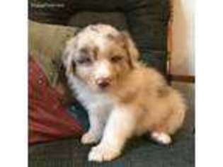 Australian Shepherd Puppy for sale in Bloomingdale, MI, USA