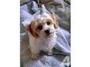 Cavachon Puppy for sale in KINGSLEY, MI, USA