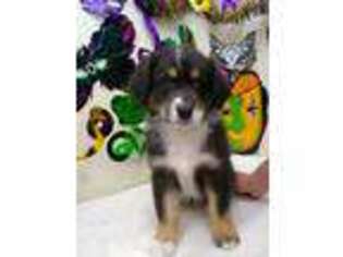 Australian Shepherd Puppy for sale in Chino Valley, AZ, USA