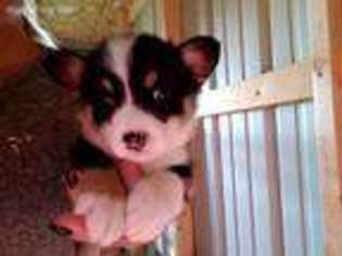 Pembroke Welsh Corgi Puppy for sale in Livonia, MO, USA