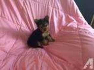 Yorkshire Terrier Puppy for sale in MANSFIELD, OH, USA