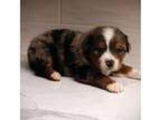 Australian Shepherd Puppy for sale in Independence, KS, USA
