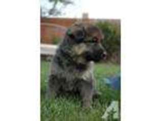 German Shepherd Dog Puppy for sale in CHANDLER, AZ, USA