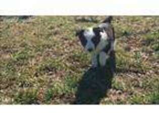 Border Collie Puppy for sale in Belton, KY, USA