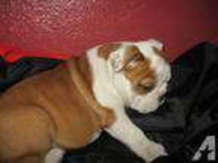 Bulldog Puppy for sale in ALLEN, TX, USA