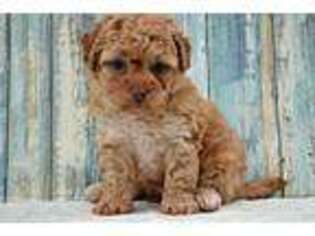 Yorkshire Terrier Puppy for sale in Edwardsburg, MI, USA