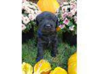 Labradoodle Puppy for sale in Grabill, IN, USA