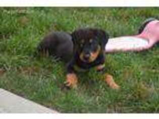 Rottweiler Puppy for sale in Berlin, OH, USA