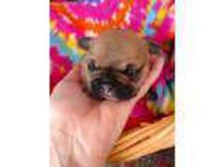Miniature Bulldog Puppy for sale in Saxon, WI, USA