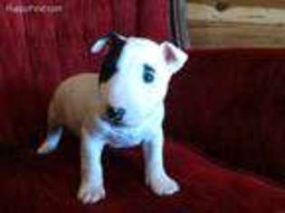 Bull Terrier Puppy for sale in Deridder, LA, USA