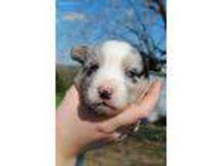 Cardigan Welsh Corgi Puppy for sale in Petersburg, TN, USA