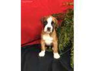 Boxer Puppy for sale in Benton, IL, USA
