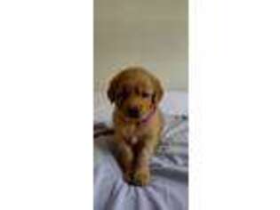 Golden Retriever Puppy for sale in Homestead, FL, USA
