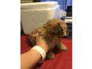 Yorkshire Terrier Puppy for sale in Navarre, FL, USA
