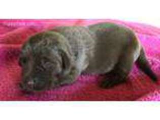 Labrador Retriever Puppy for sale in Nowata, OK, USA