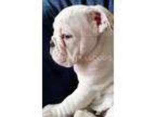 Bulldog Puppy for sale in BARTLESVILLE, OK, USA