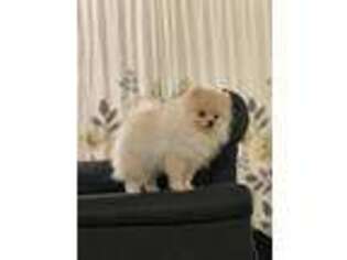 Pomeranian Puppy for sale in San Jose, CA, USA