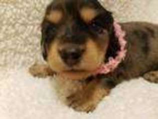Dachshund Puppy for sale in Ontario, OR, USA