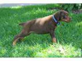 Doberman Pinscher Puppy for sale in CORINTH, MS, USA