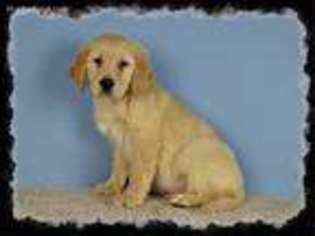 Golden Retriever Puppy for sale in Kannapolis, NC, USA