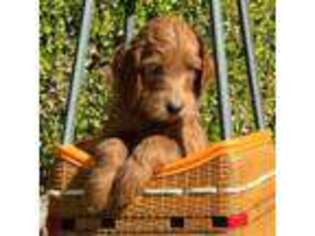 Goldendoodle Puppy for sale in Visalia, CA, USA