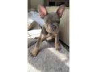 French Bulldog Puppy for sale in Walled Lake, MI, USA