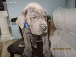 Great Dane Puppy for sale in Kokomo, IN, USA