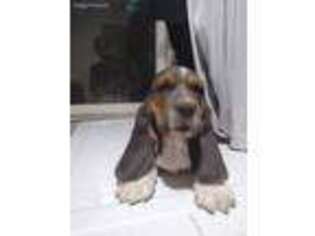 Basset Hound Puppy for sale in Toledo, IA, USA