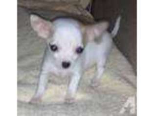 Chihuahua Puppy for sale in OKLAHOMA CITY, OK, USA