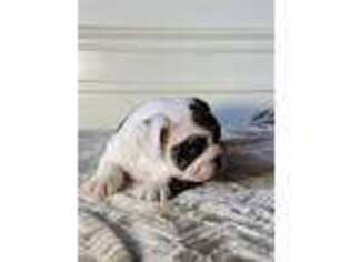 Bulldog Puppy for sale in Marion, OH, USA