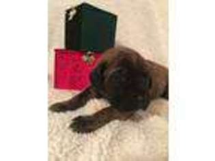 Mastiff Puppy for sale in Hernando, MS, USA