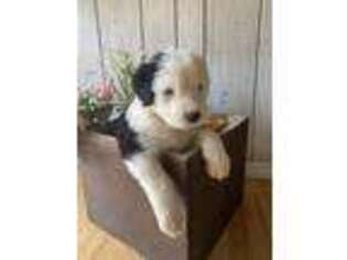 Old English Sheepdog Puppy for sale in Seymour, MO, USA