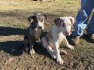 Great Dane Puppy for sale in Epps, LA, USA