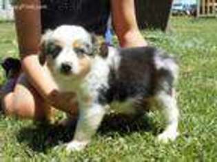 Miniature Australian Shepherd Puppy for sale in Unionville, MO, USA