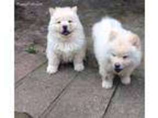Chow Chow Puppy for sale in Alabaster, AL, USA