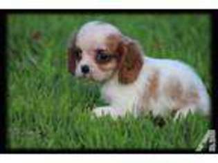 Cavalier King Charles Spaniel Puppy for sale in LOXLEY, AL, USA