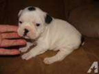 French Bulldog Puppy for sale in MARSHALL, AR, USA