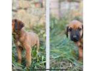 Rhodesian Ridgeback Puppy for sale in Columbus, OH, USA