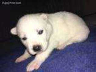 Siberian Husky Puppy for sale in Newton, MS, USA