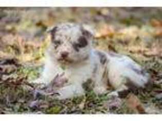 Australian Shepherd Puppy for sale in Clarksville, TN, USA